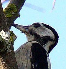 PICO PICAPINOS-DENDROCOPOS MAJOR-GREAT SPOTTED WOODPECKER