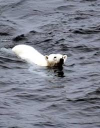 Una osa nada 9 días buscando hielo