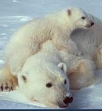 Una osa nada 9 días buscando hielo