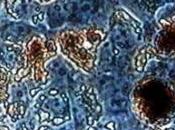 ¿Sabías que…una mezcla leche orina camello puede poner cáncer?