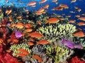 ¿Sabías que…la gran mayoría oxígeno planeta generado bosques sino coral?