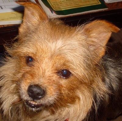 Pequeño perrín perdido o ABANDONADO??