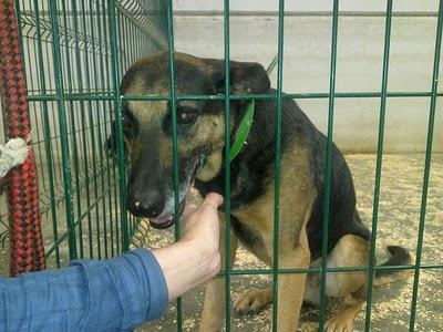 Lleva un año solo en una jaula en una nave....nadie se ha interesado por el.