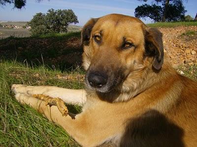 SUNCO, ABANDONADO y buscado por la perrera.