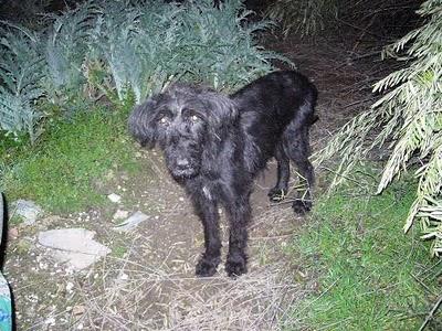 OLIVIA ESTÁ EN LOS HUESOS; MUY URGENTE!