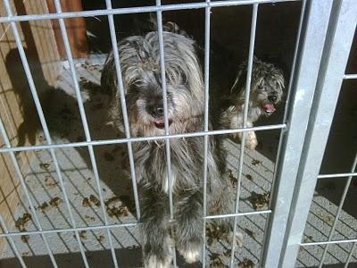 TIM, TOM, JUSTIN y SIMON MUY URGENTES, EN PERRERA!