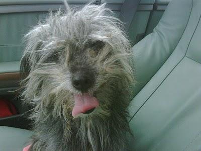 TIM, TOM, JUSTIN y SIMON MUY URGENTES, EN PERRERA!