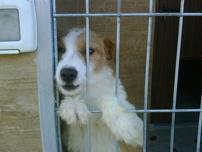 TIM, TOM, JUSTIN y SIMON MUY URGENTES, EN PERRERA!