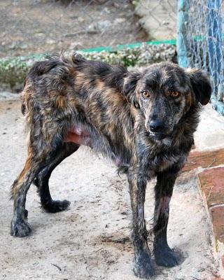 TRISTEZA, SOLA Y ENFERMA EN EL ALBERGUE