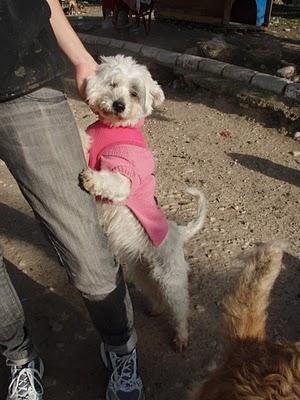 Westy, su vida se apaga.