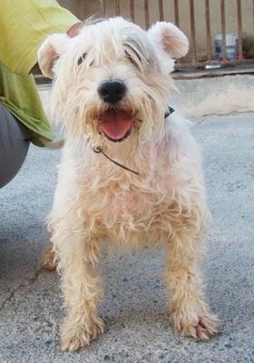 Westy, su vida se apaga.