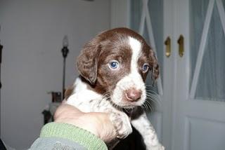 LOS CACHORRITOS DE RITA, YA HAN CUMPLIDO UN MES.