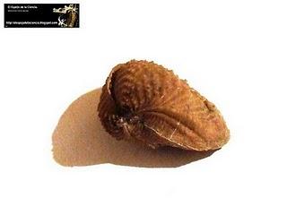 El valor de los fósiles: Mollusca.