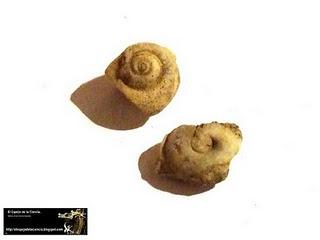 El valor de los fósiles: Mollusca.