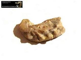 El valor de los fósiles: Mollusca.