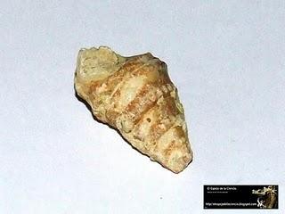 El valor de los fósiles: Mollusca.