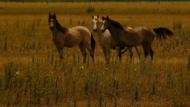 Caballos Criollos: Mancha y Gato