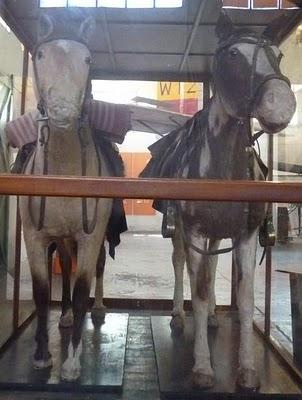 Caballos Criollos: Mancha y Gato