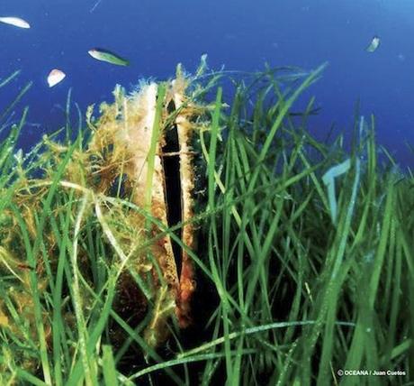 Hábitats en Peligro - Arrecifes de Moluscos 5186464023 d0d1462ac5 Habitats en peligro