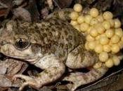 Sierra Filabres, santuario sapo partero