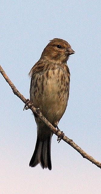 PARDILLO COMÚN-CARDUELIS CANNABINA-LINNET