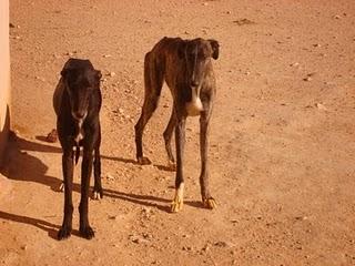 Galgo arrastrado por el coche del galguero hasta morir.