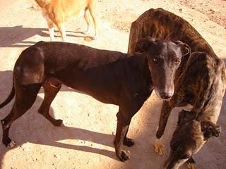 Galgo arrastrado por el coche del galguero hasta morir.