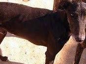 Galgo arrastrado hasta muerte