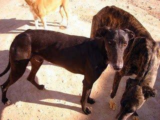 Galgo arrastrado hasta la muerte