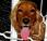 Cocker Spaniel Inglés: cuidados