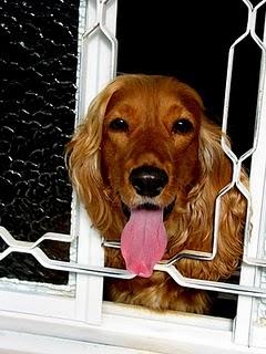 Cocker Spaniel Inglés: cuidados