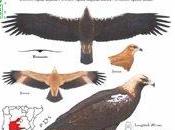 veneno hace estragos águila imperial ibérica zona Almadén