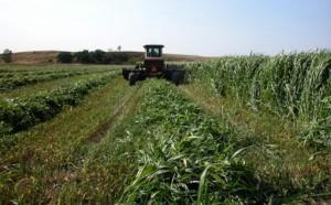 La alfalfa transgénica Roundup Ready volverá a los campos estadounidenses en primavera