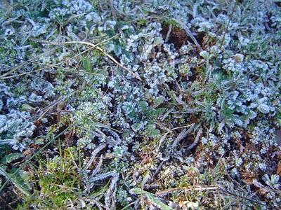 La lucha por la existencia