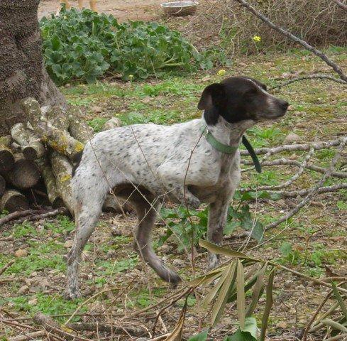 Novedades de Angel (galgo Chiclana ) y nuevos rescatados
