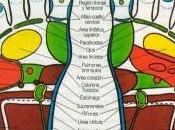 Reflexología salud integral