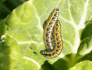 Mariposas y polillas