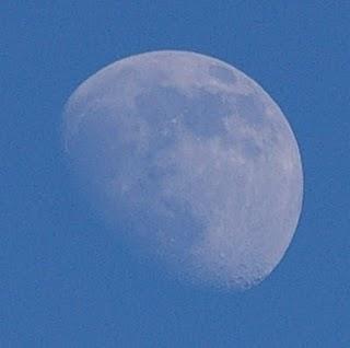 La cerceta  y la agachadiza comunes