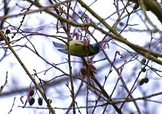 ...y leyendas sobre herrerillos.