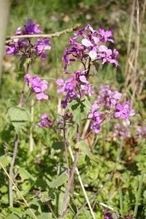 Lunaria rediviva