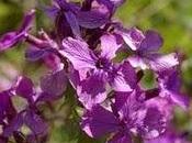 Lunaria rediviva