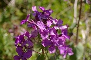 Lunaria rediviva