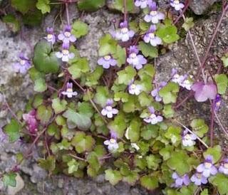 Ruina o palomilla de muro