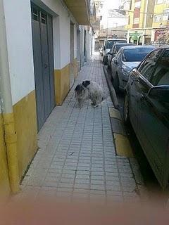 Peluson abandonado con su arnés rojo, está en la calle. (Jaén)