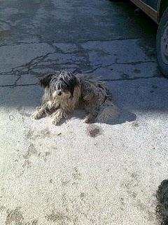 Peluson abandonado con su arnés rojo, está en la calle. (Jaén)