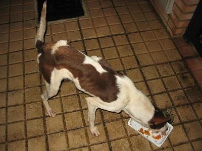 PODENQUITA ESQUELÉTICA EN LA CALLE! URGENTE!