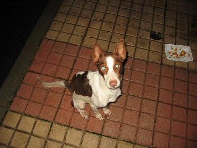 PODENQUITA ESQUELÉTICA EN LA CALLE! URGENTE!