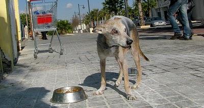 Perrito de 15 años enfermo en la calle!!  VALENCIA (URGENTE)