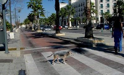 Perrito de 15 años enfermo en la calle!!  VALENCIA (URGENTE)
