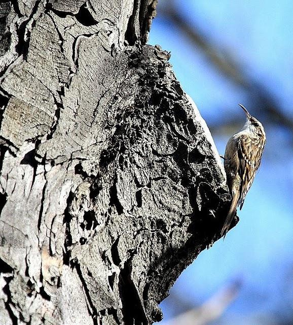 AGATEADOR COMÚN-CERTHIA BRACHYDACTYLA-SHORT TOED TEECREEPER